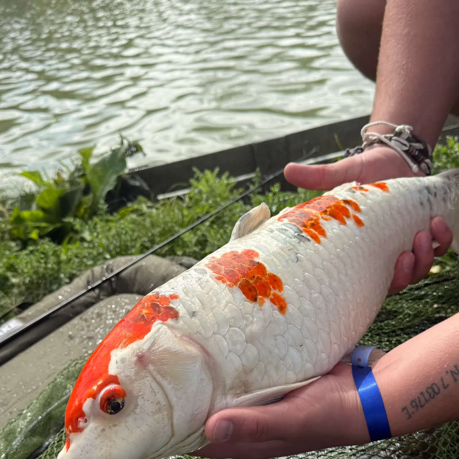 Koi carp caught on Fishbrain