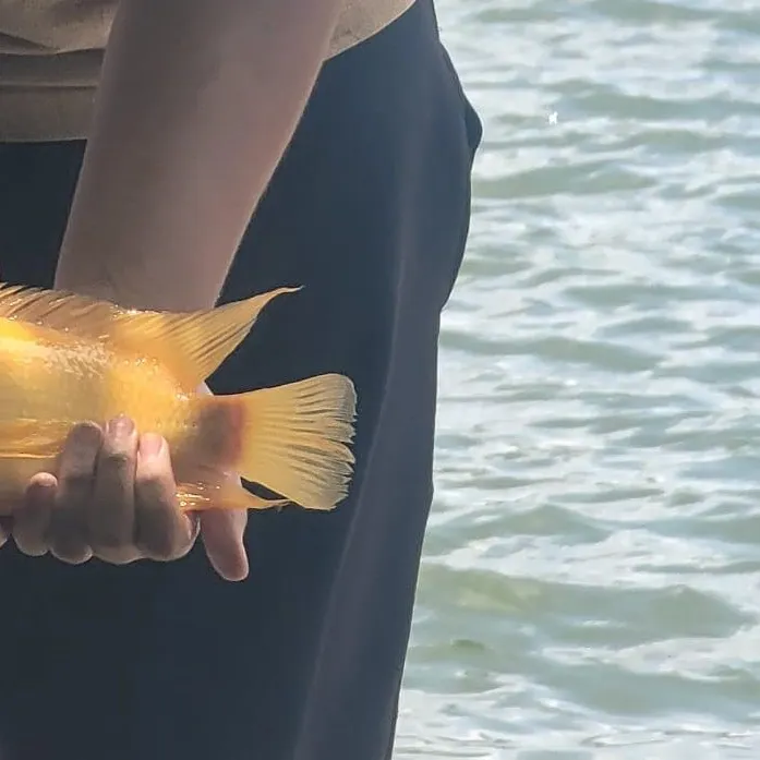most liked catch image