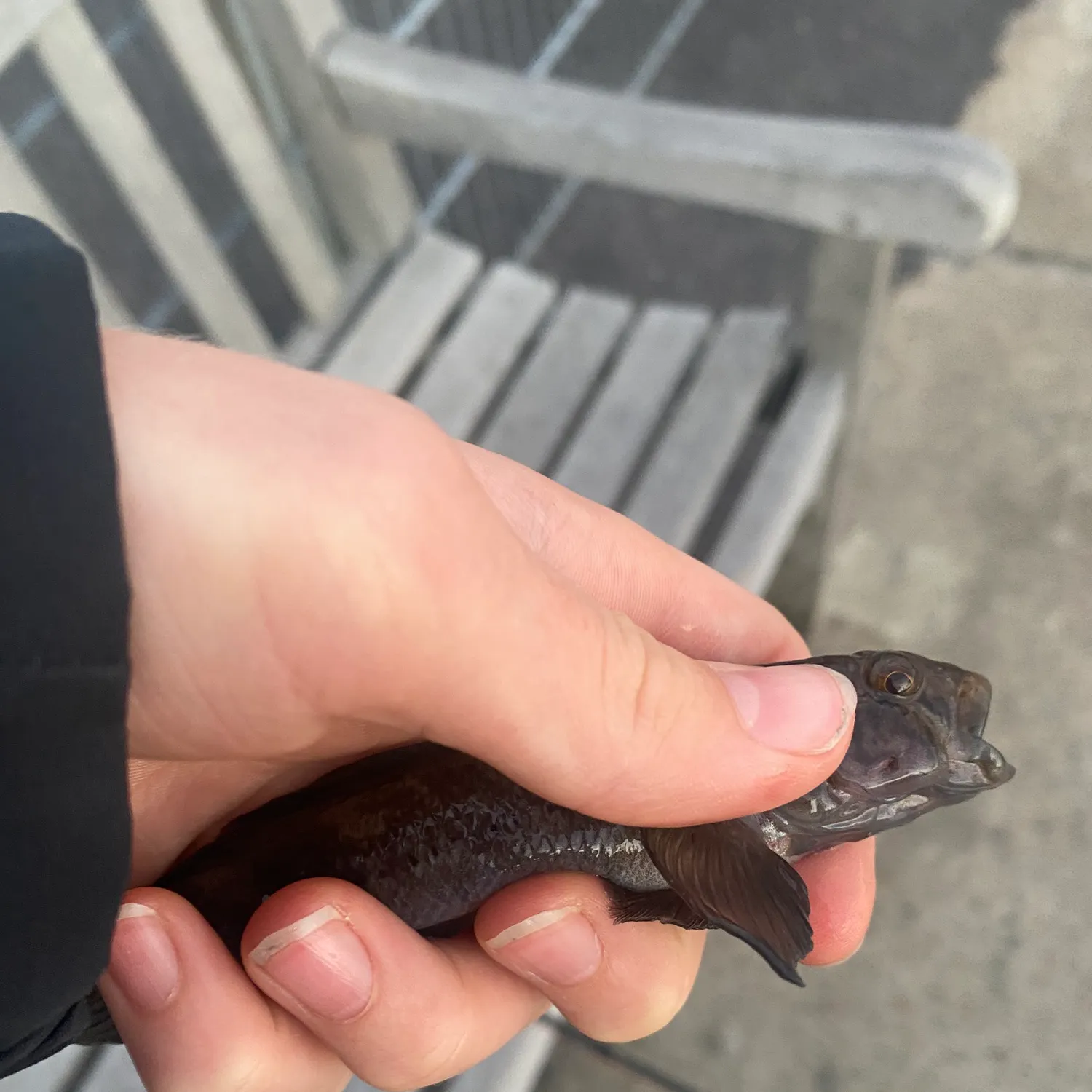 Round goby caught on Fishbrain