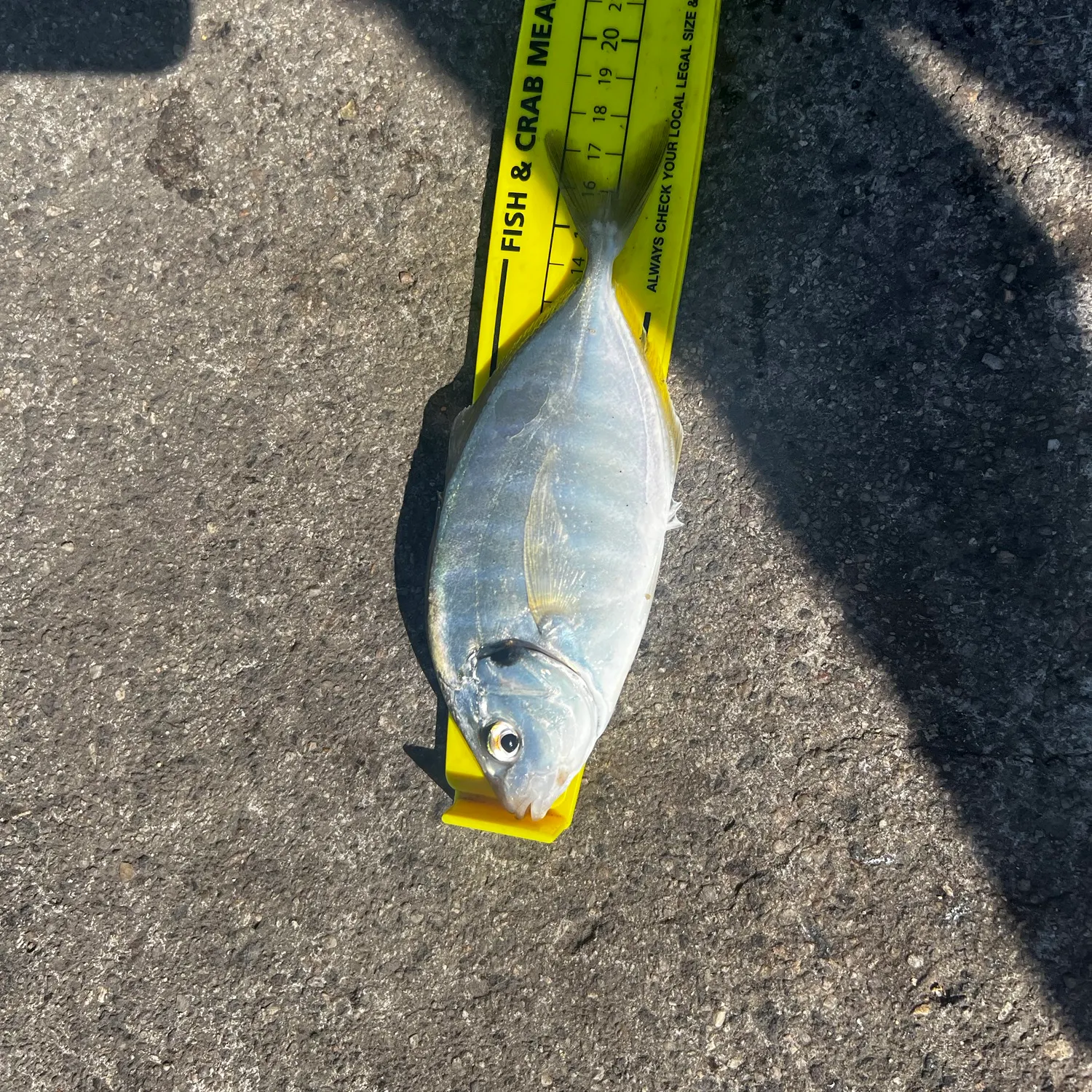 White trevally caught on Fishbrain