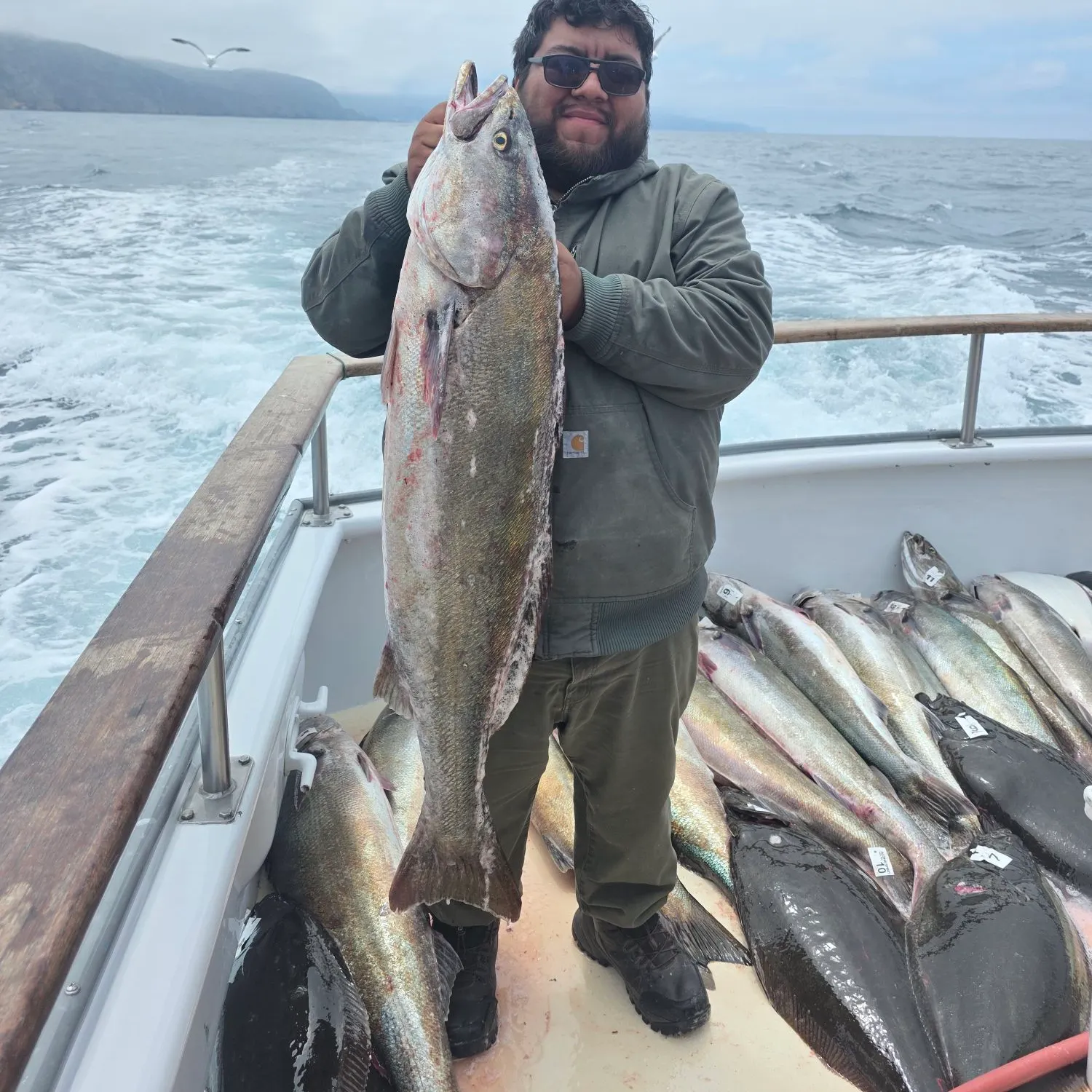 The most recent White seabass catches on Fishbrain