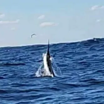 The most recent Swordfish catches on Fishbrain