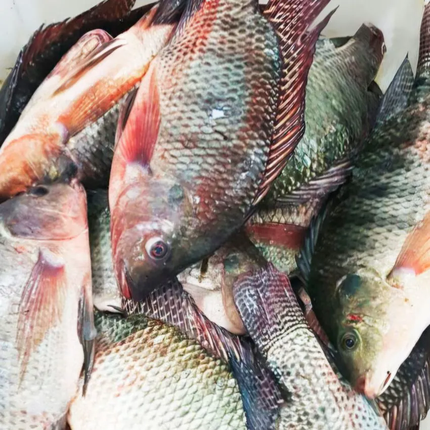 Fish caught on Fishbrain