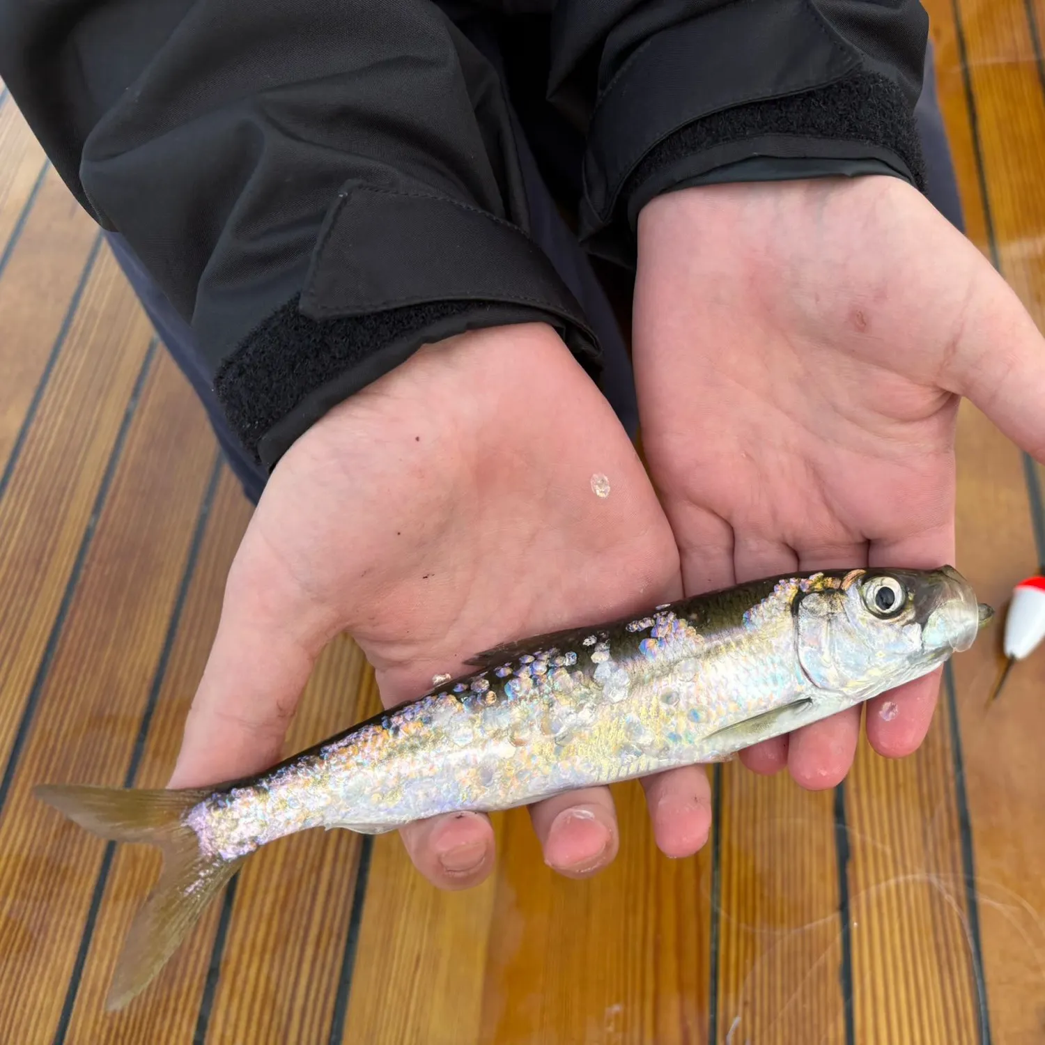 Vendace caught on Fishbrain