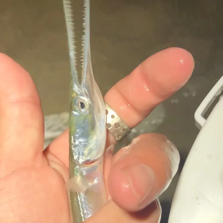 The most recent Atlantic needlefish catches on Fishbrain
