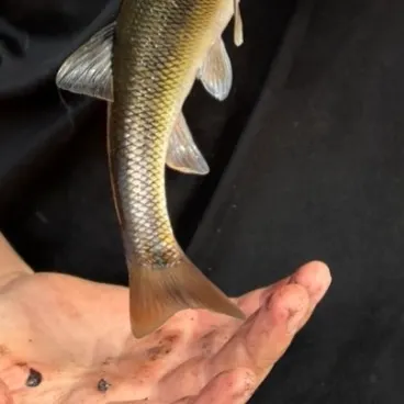 Fish caught on Fishbrain