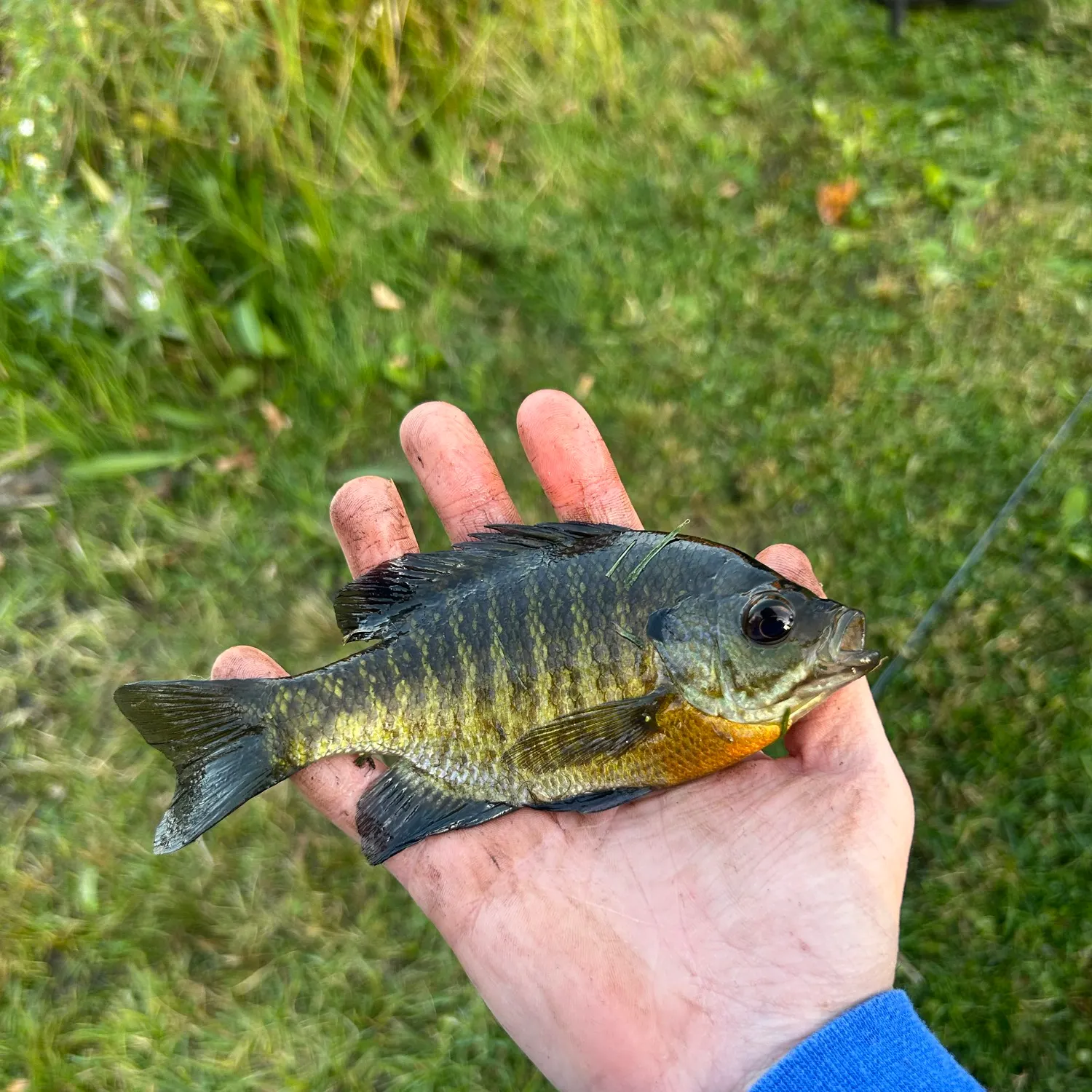 Bluegill caught on Fishbrain