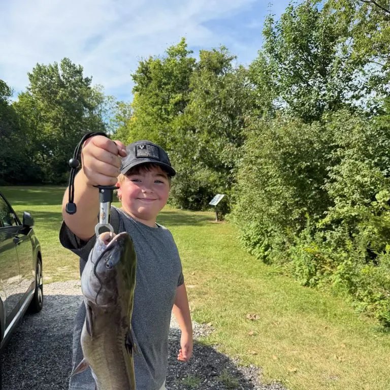 Channel catfish caught on Fishbrain