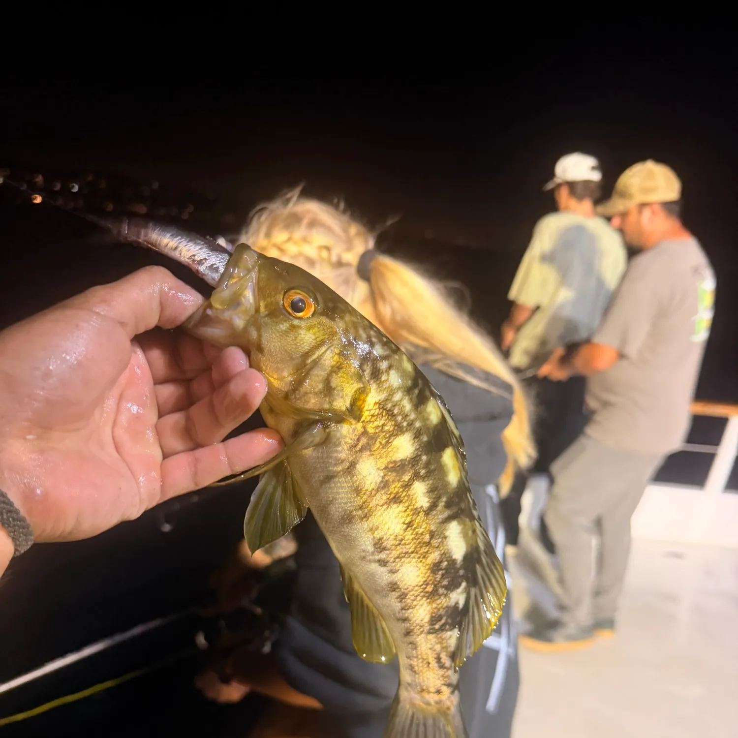 The most recent Kelp bass catches on Fishbrain