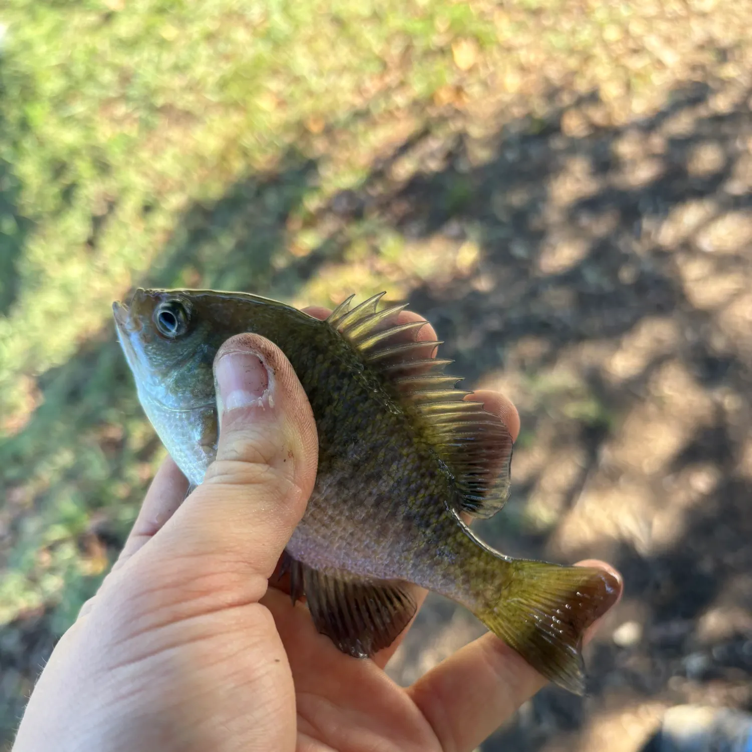 Bluegill caught on Fishbrain