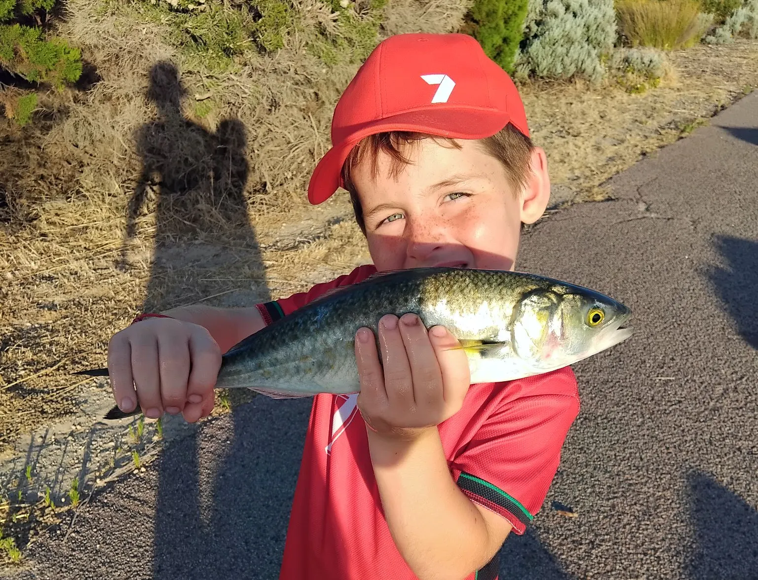 Western Australian salmon