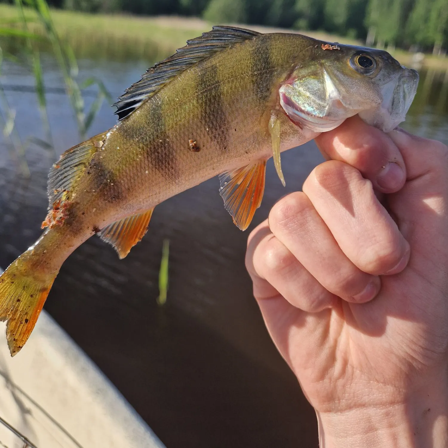 The most recent European perch catches on Fishbrain