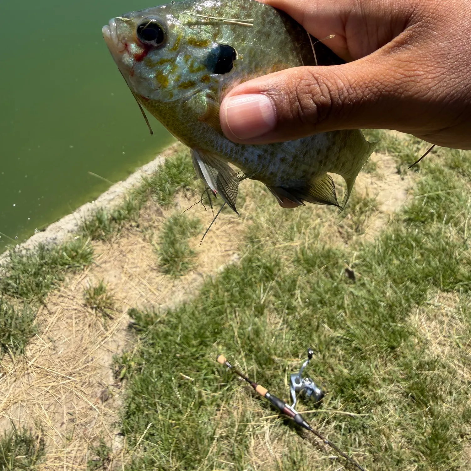 Bluegill caught on Fishbrain