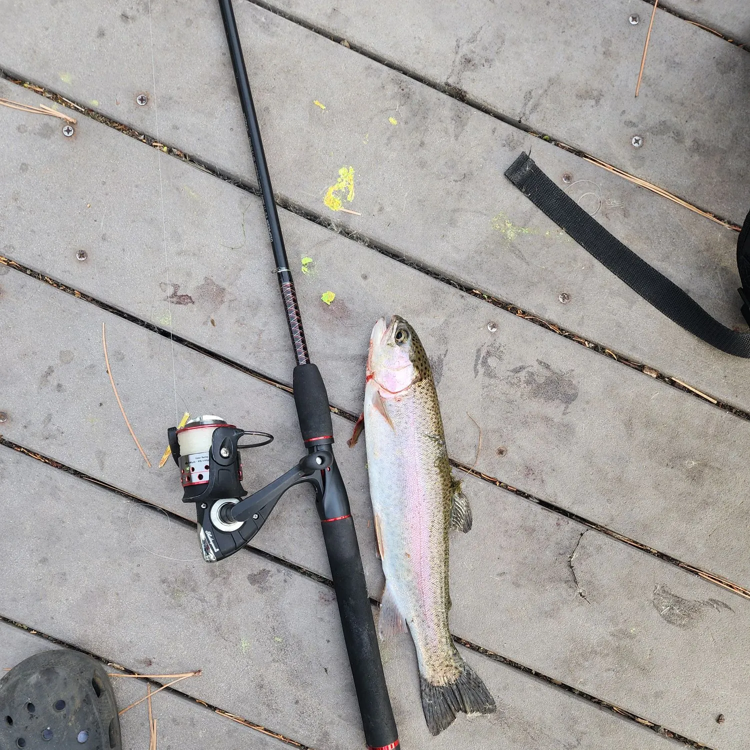 Rainbow trout caught on Fishbrain
