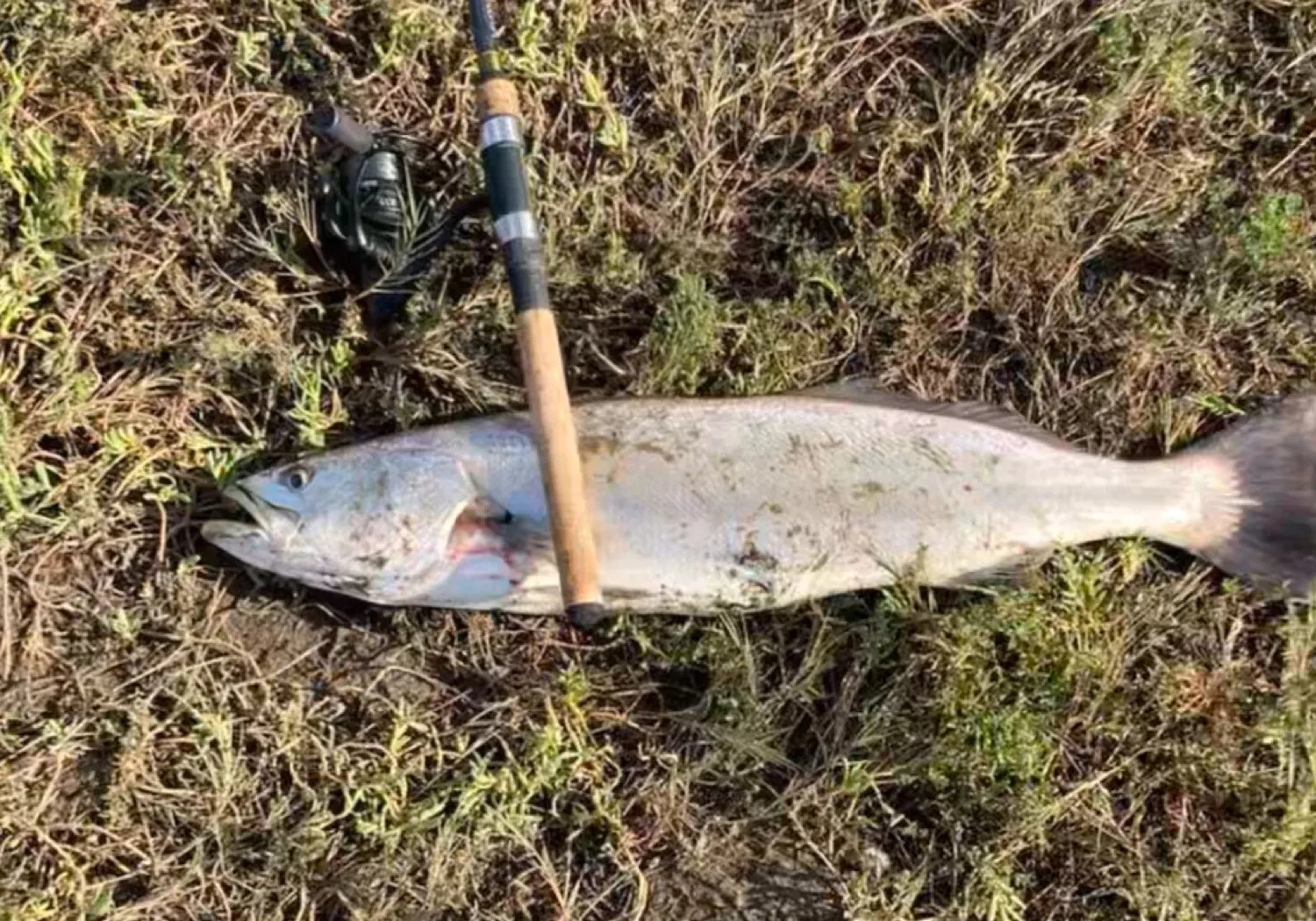 Orangemouth weakfish