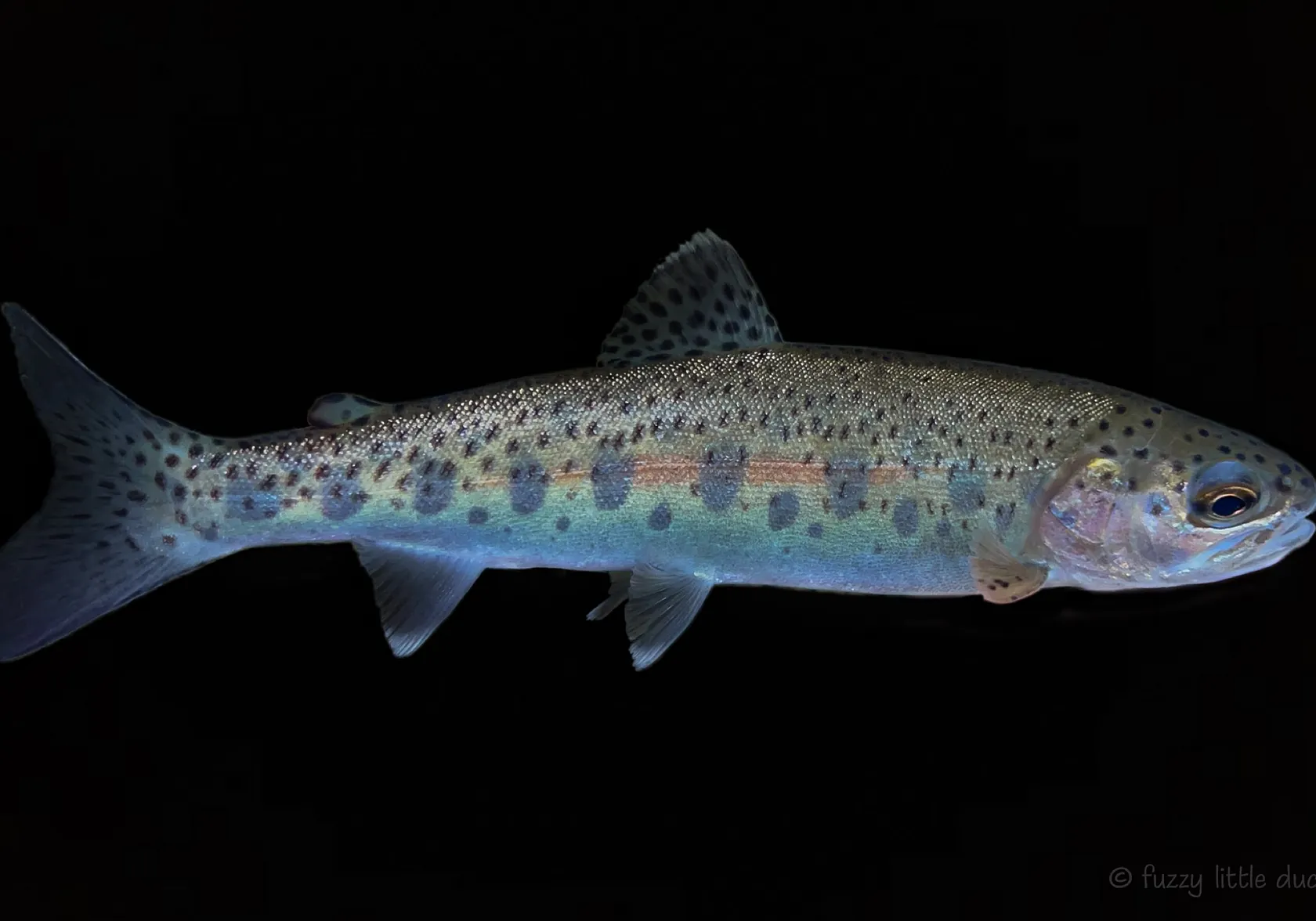 Coastal rainbow trout