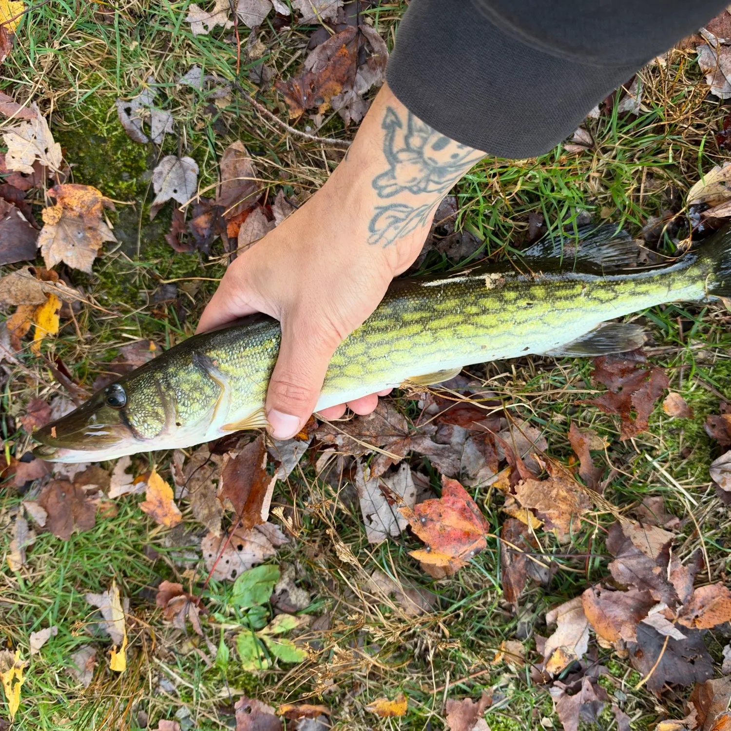 Chain pickerel caught on Fishbrain