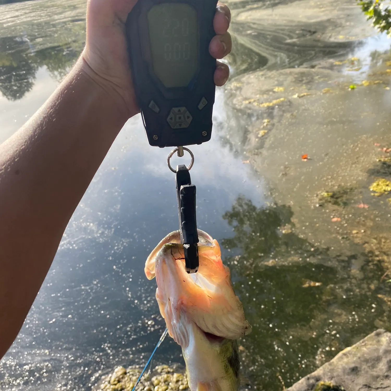 Fish caught on Fishbrain