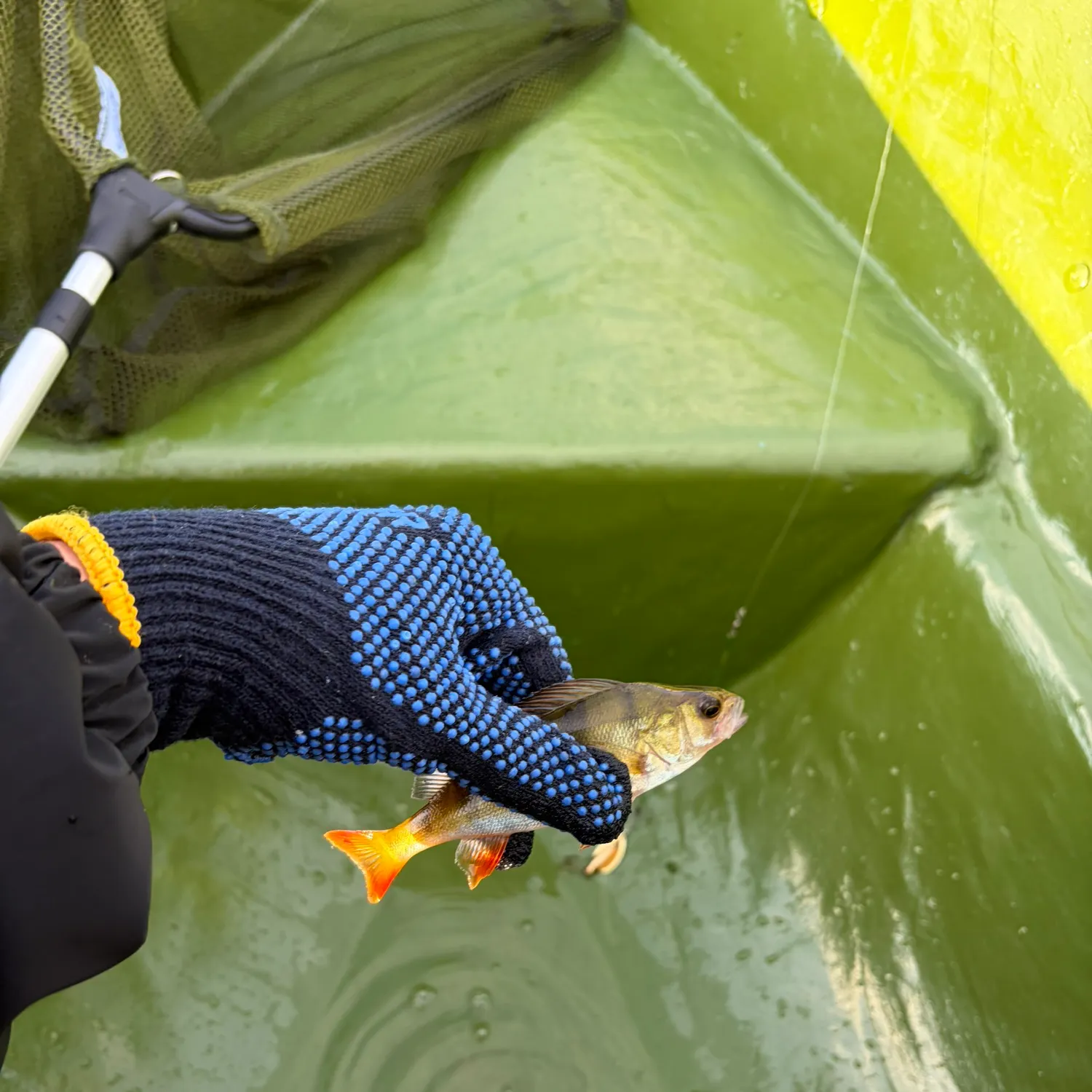 European perch caught on Fishbrain