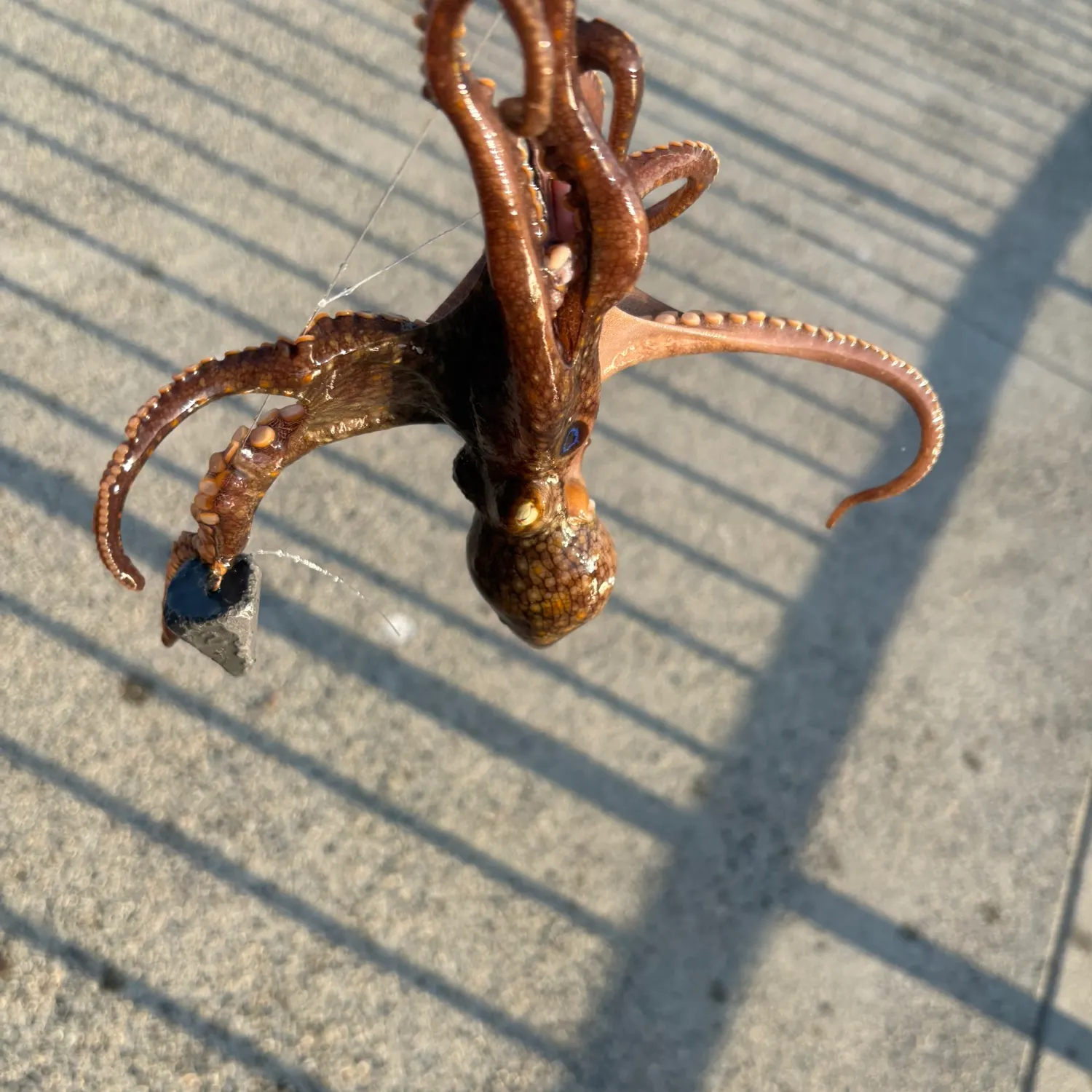 California two-spot octopus caught on Fishbrain