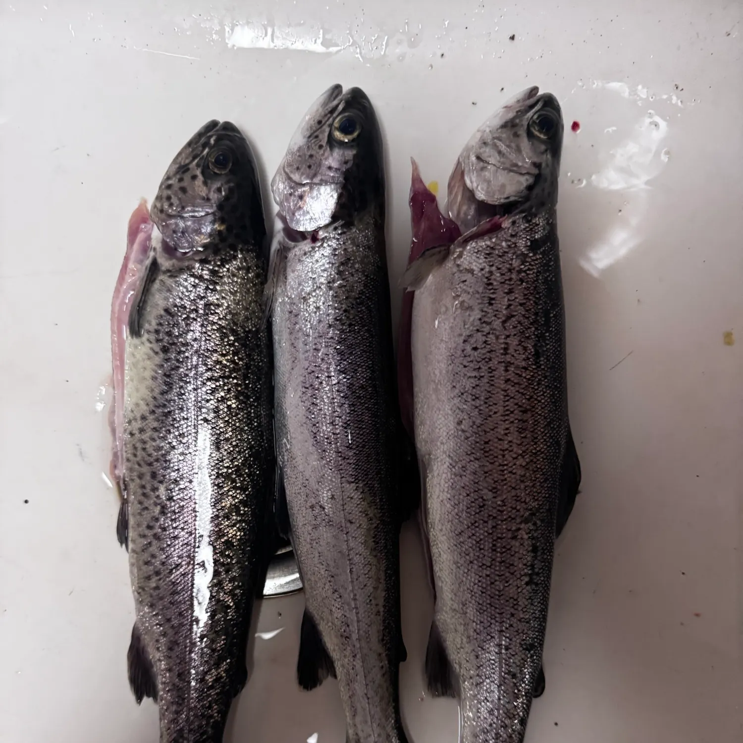 Rainbow trout caught on Fishbrain