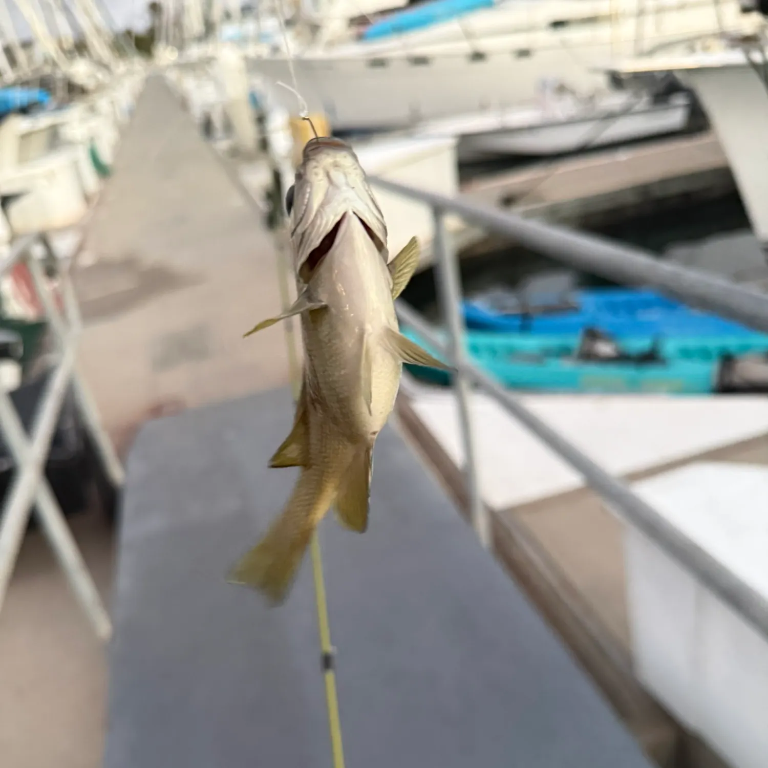 The most recent Opaleye catches on Fishbrain