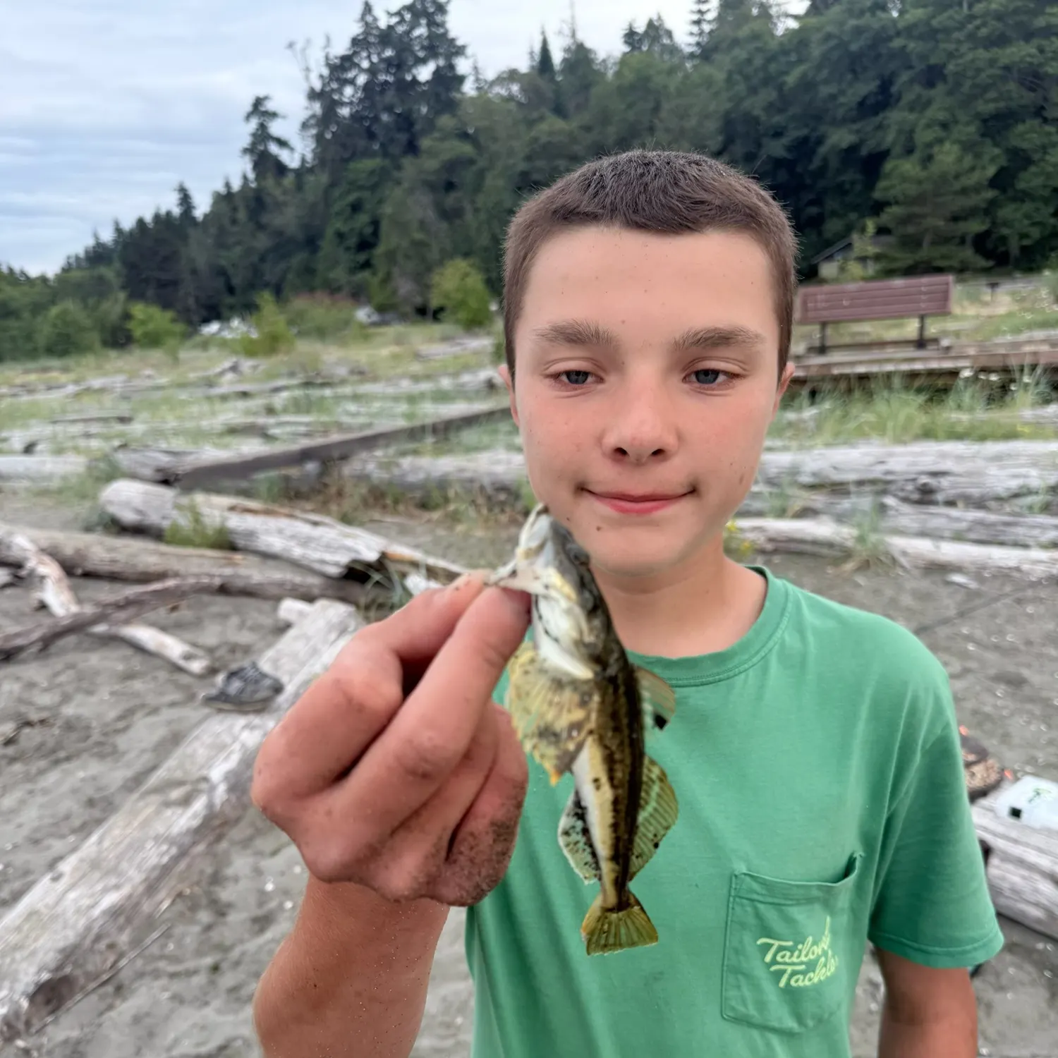 The most recent Plainfin midshipman catches on Fishbrain