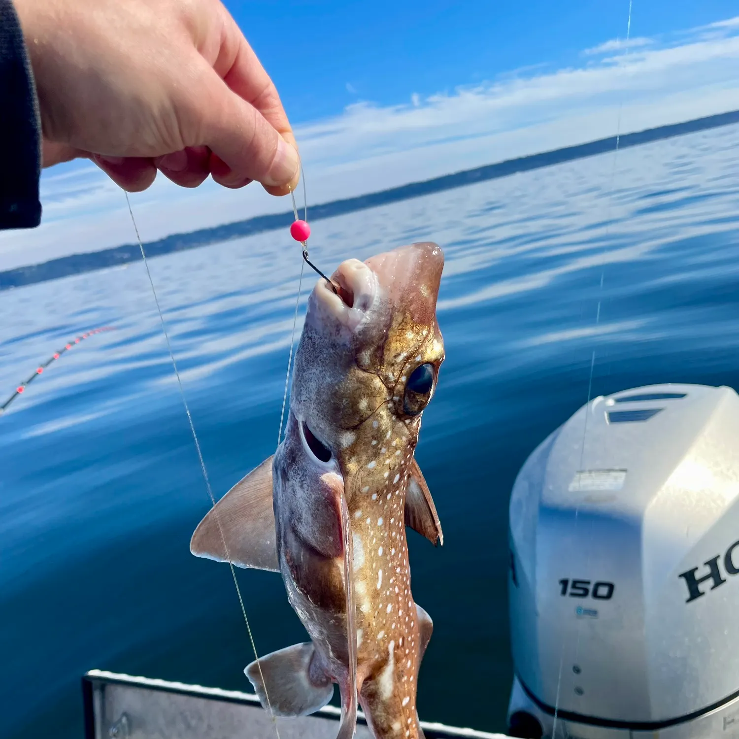 The most recent Spotted ratfish catches on Fishbrain