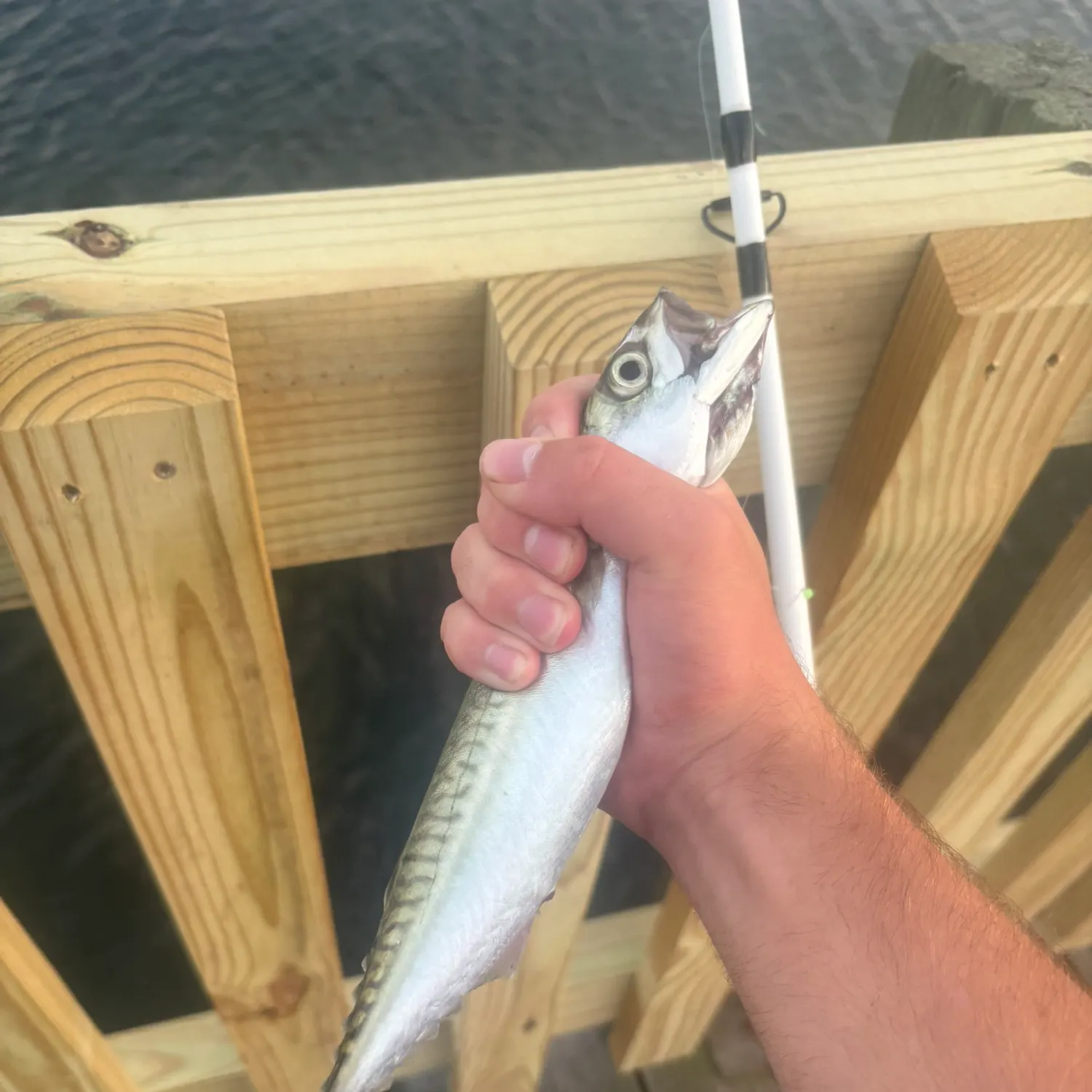 Atlantic mackerel caught on Fishbrain