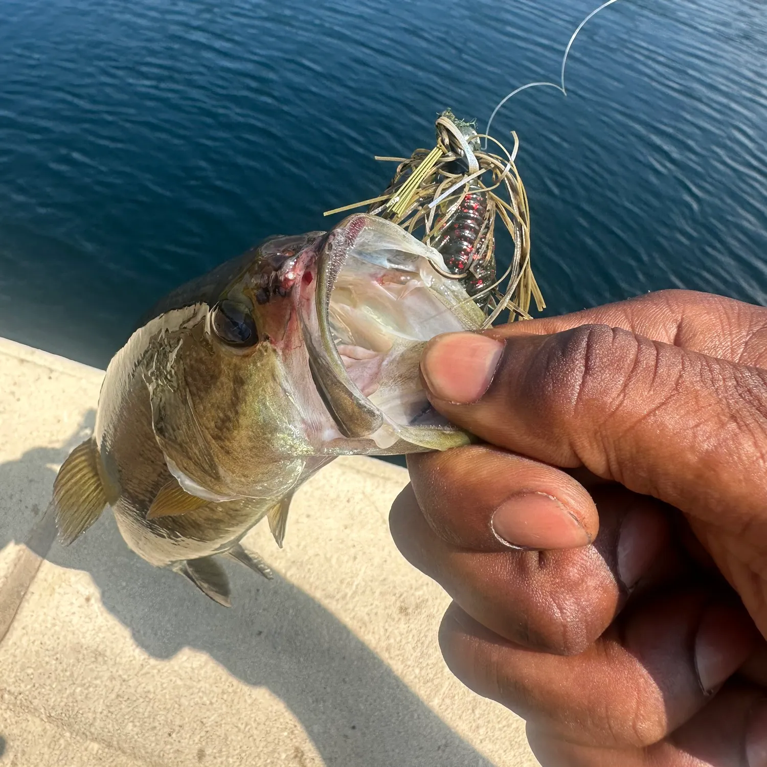 Largemouth bass caught on Fishbrain