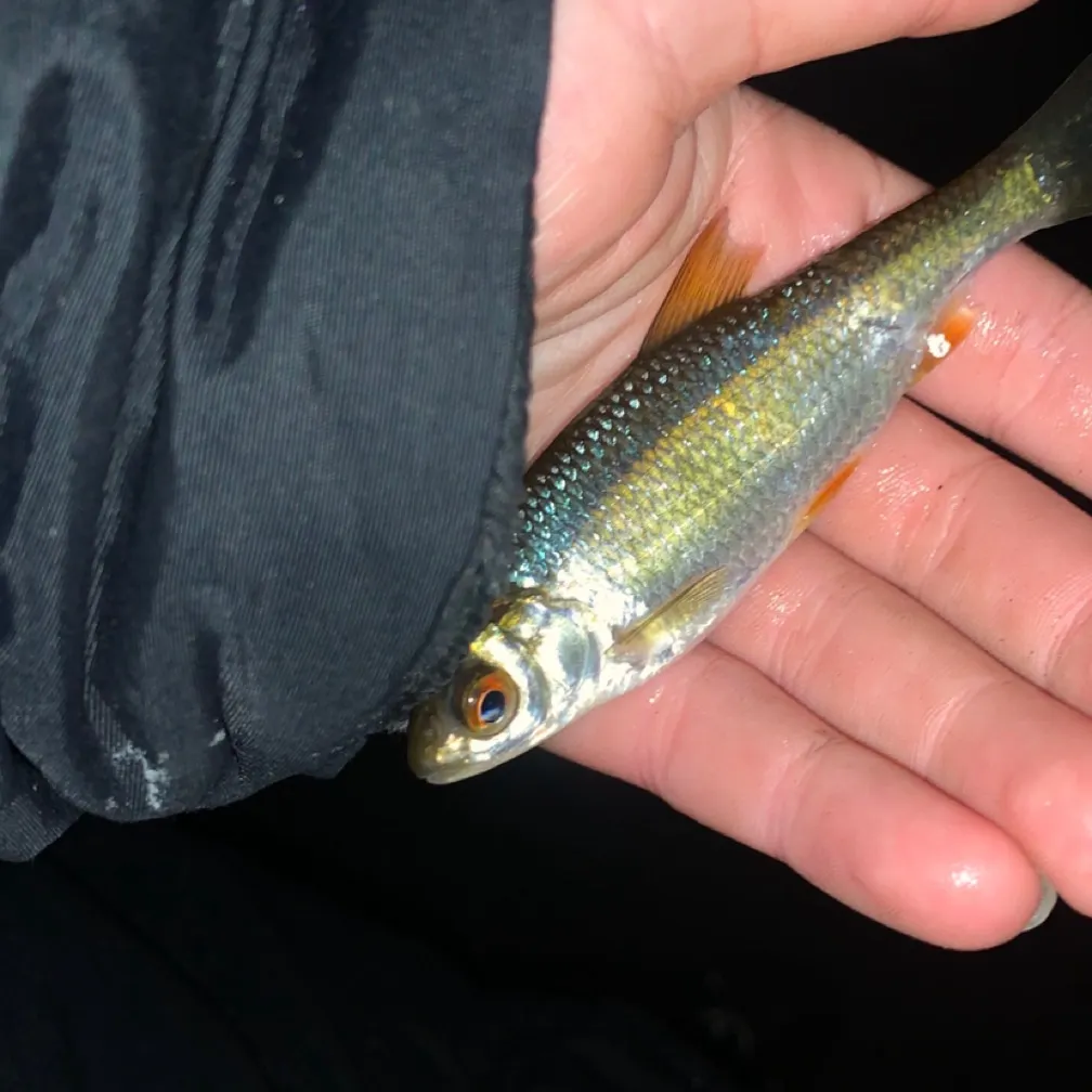 Common roach caught on Fishbrain