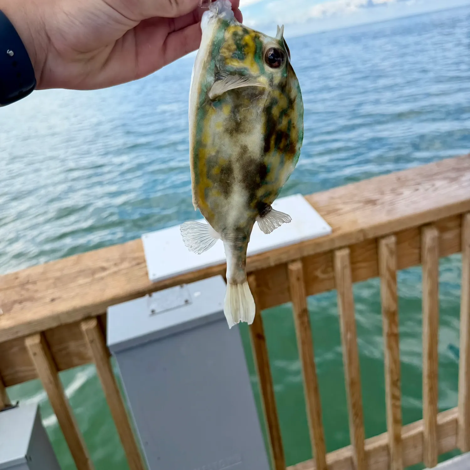 The most recent Scrawled cowfish catches on Fishbrain