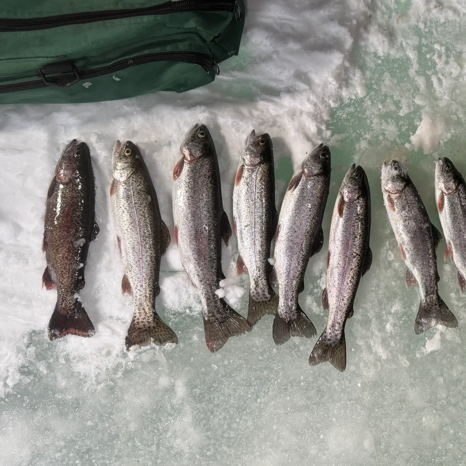 recently logged catches