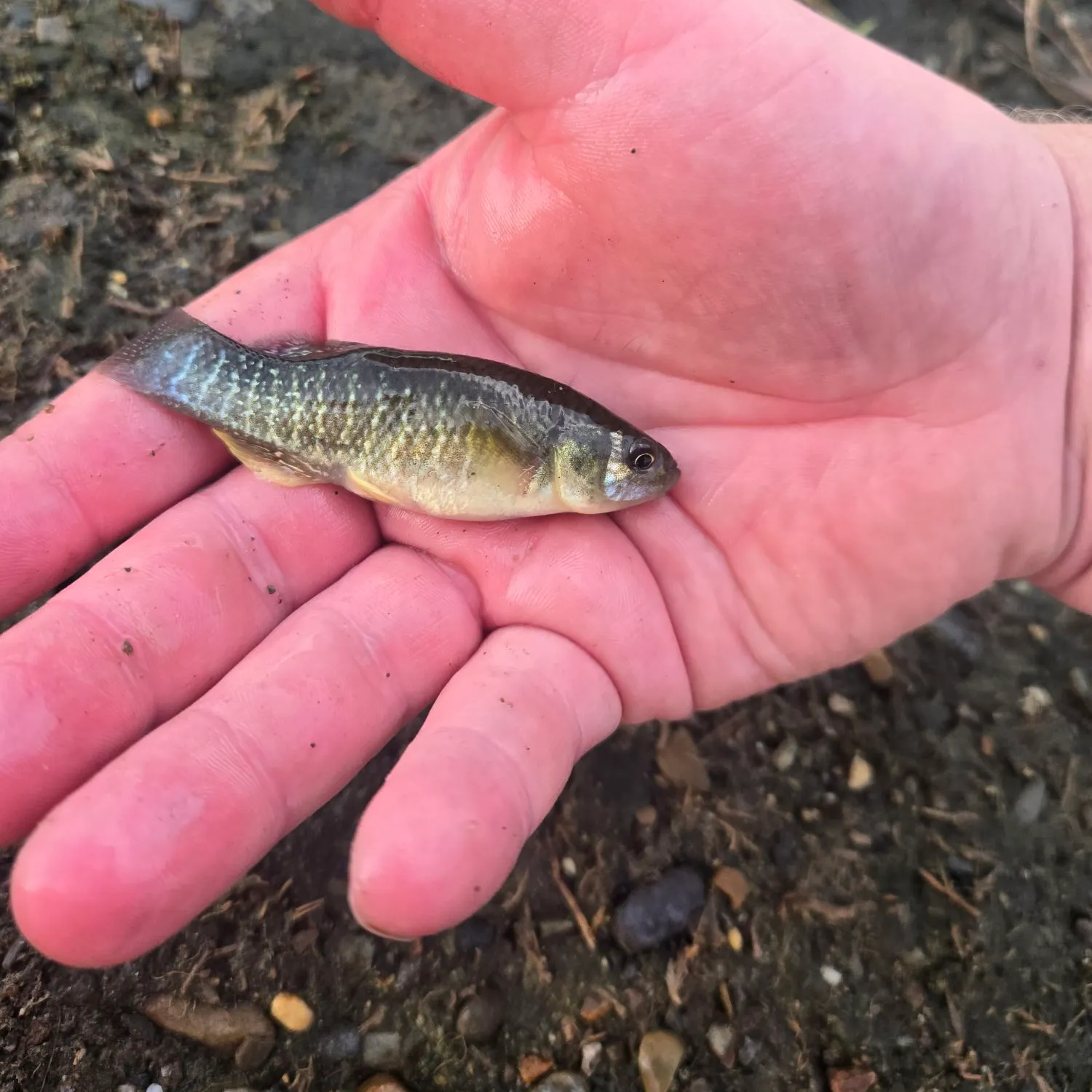 The most recent Mummichog catches on Fishbrain