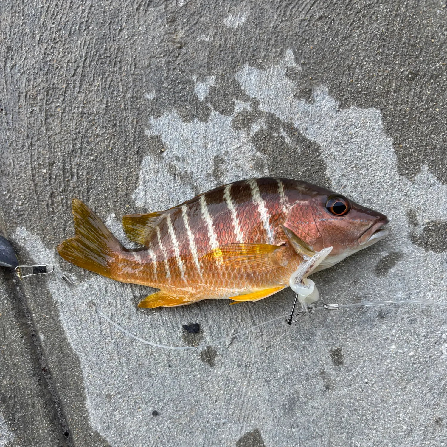 Mangrove snapper caught on Fishbrain