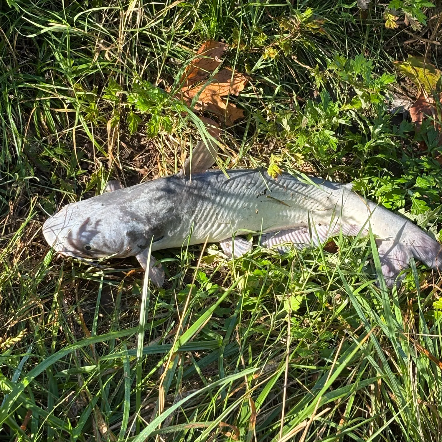 Blue catfish caught on Fishbrain