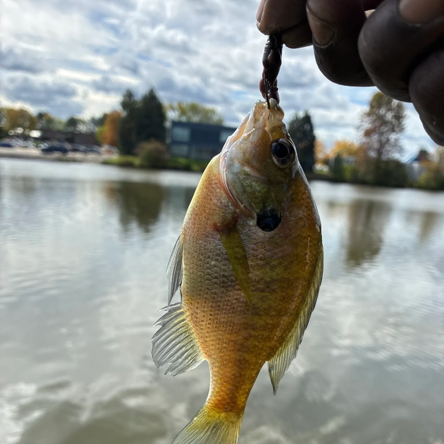 Bluegill caught on Fishbrain