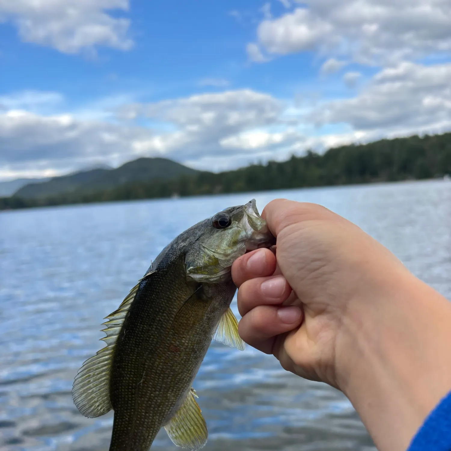 Smallmouth bass caught on Fishbrain