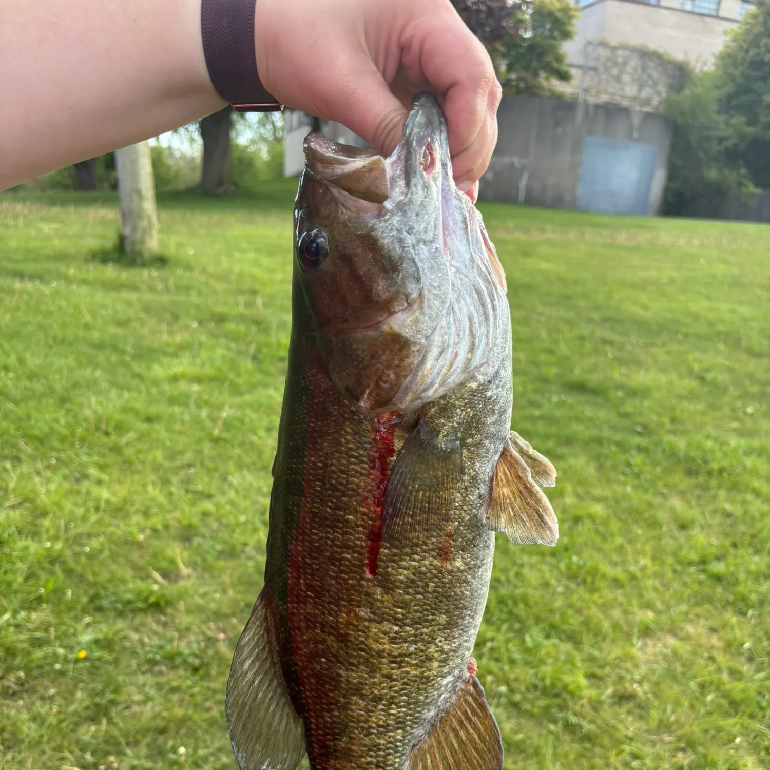 catch