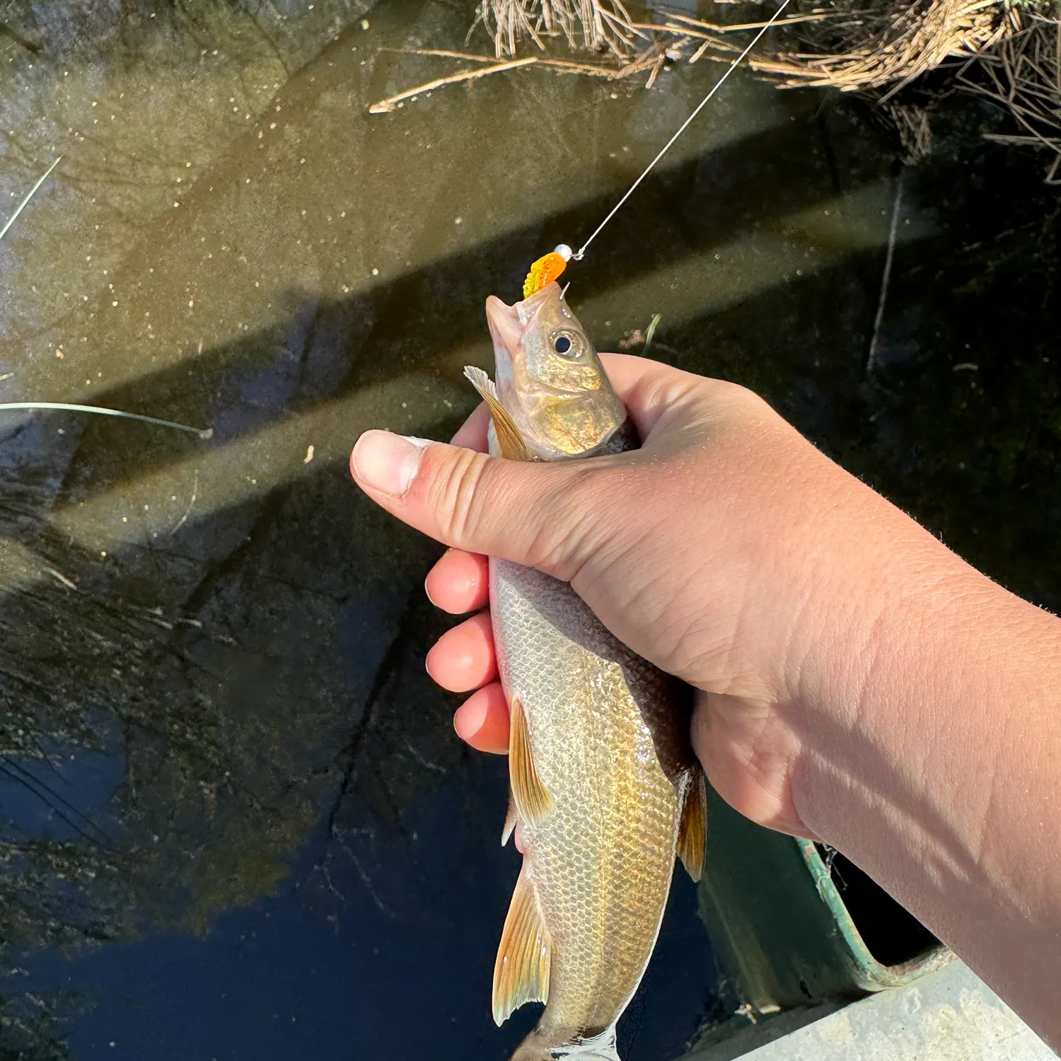 The most recent Hardhead minnow catches on Fishbrain