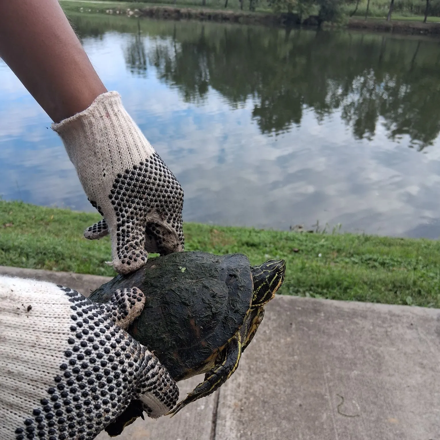 The most recent Texas cooter turtle catches on Fishbrain