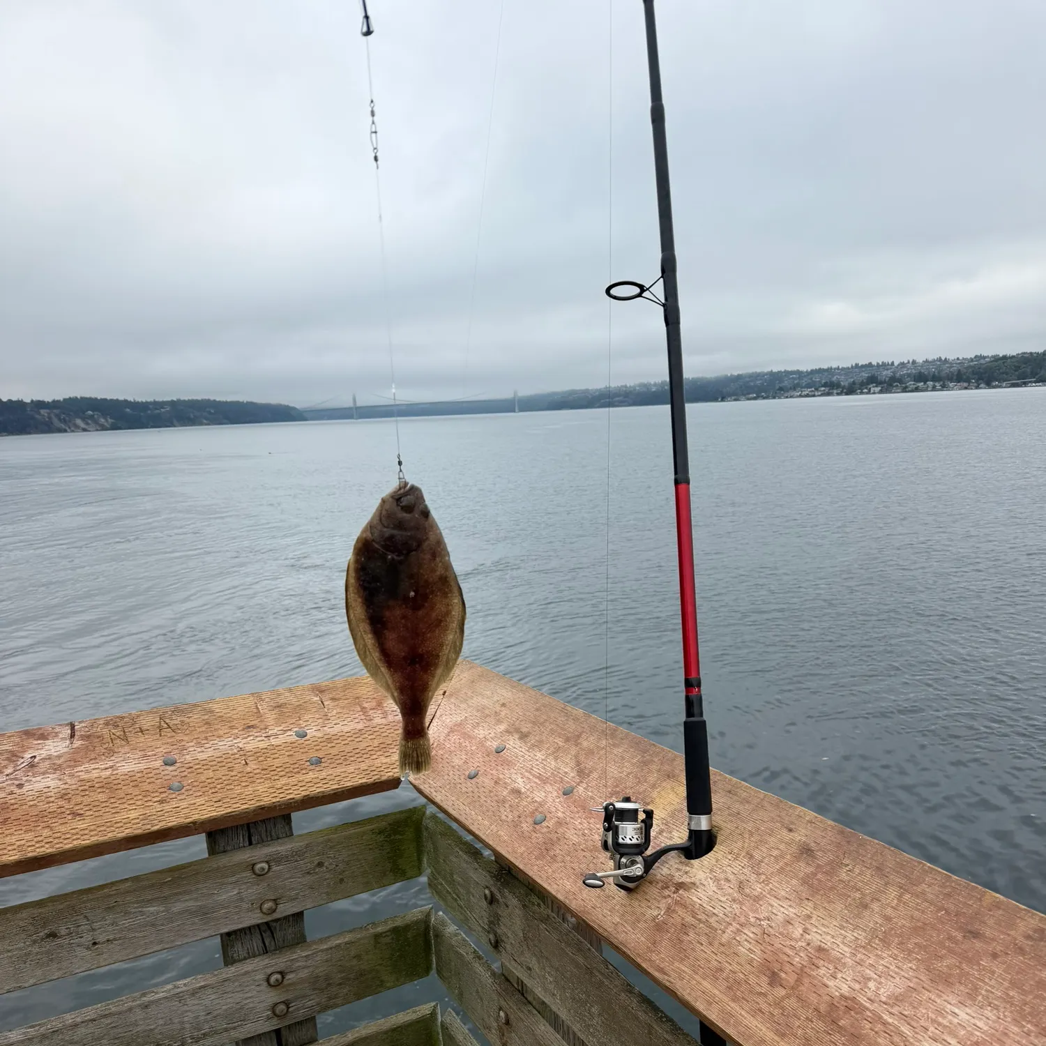The most recent Southern rock sole catches on Fishbrain