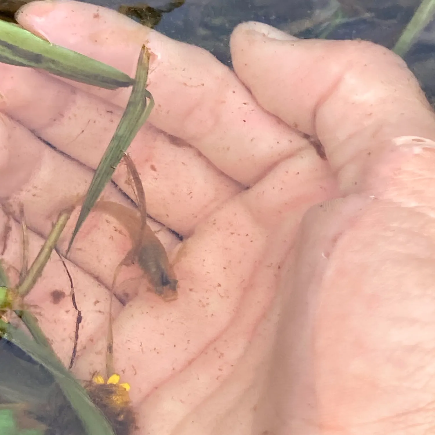 The most recent Guppy catches on Fishbrain