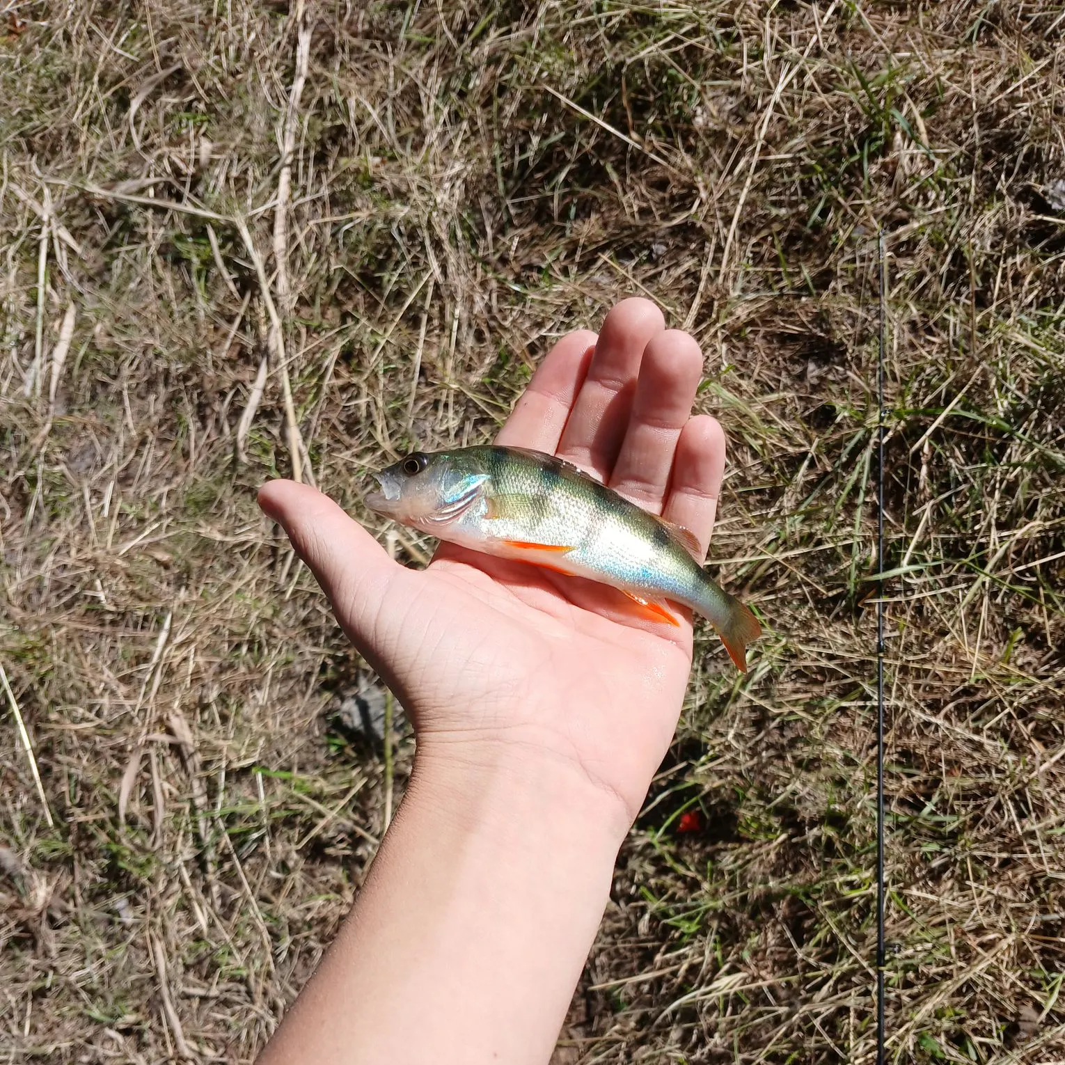 European perch caught on Fishbrain