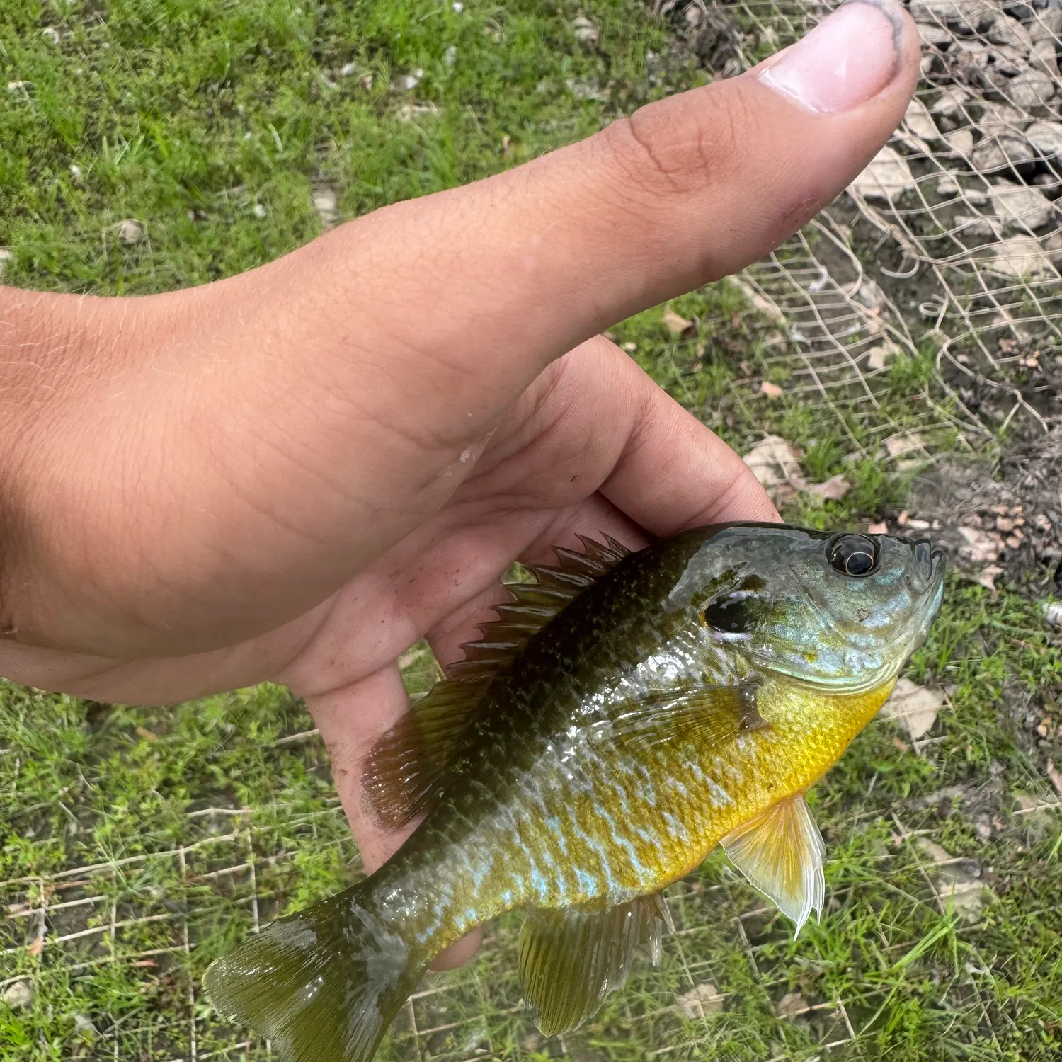 Greengill hybrid caught on Fishbrain