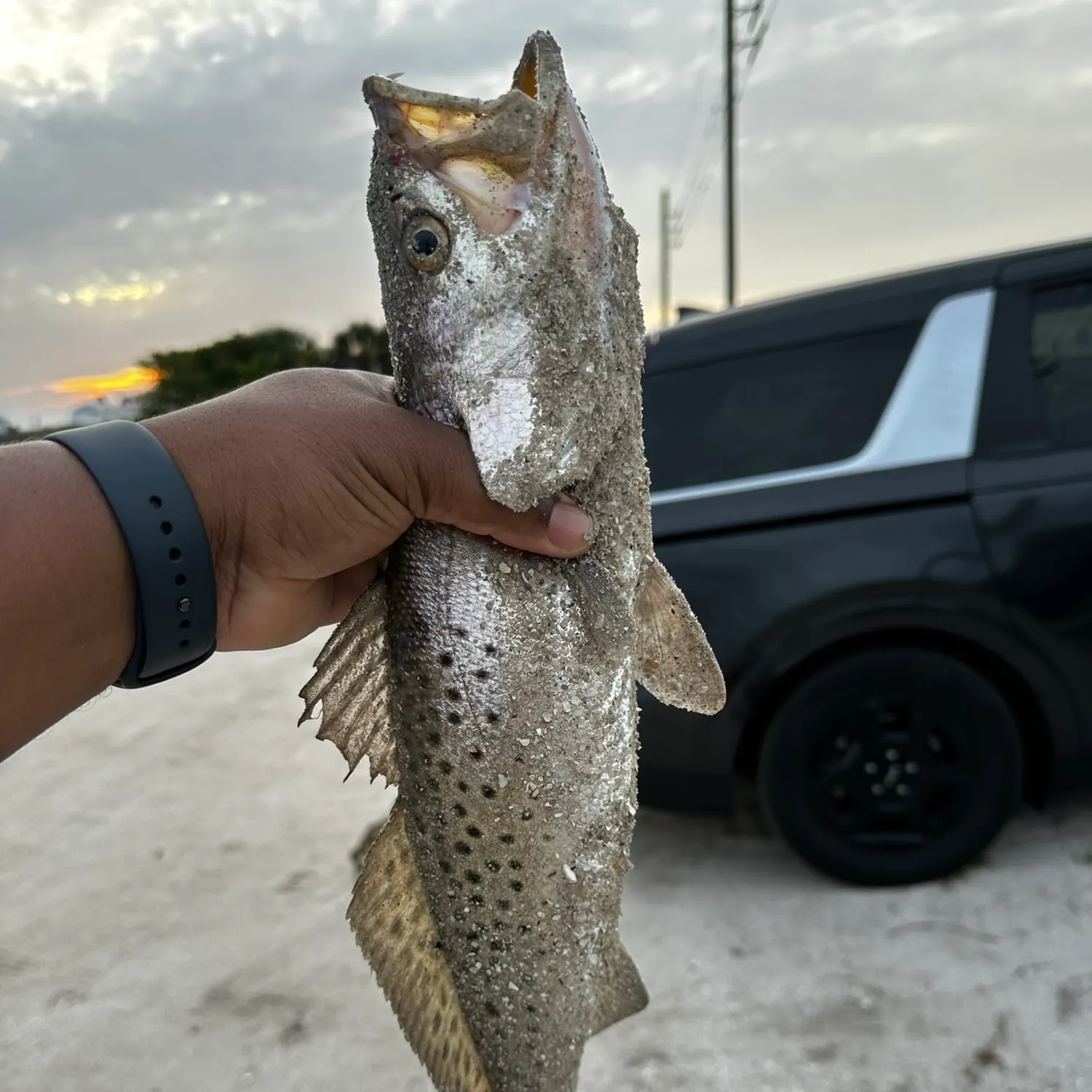 The most recent Spotted seatrout catches on Fishbrain