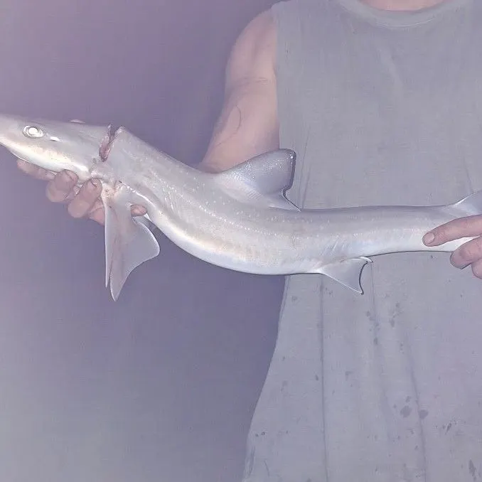 Gummy shark caught on Fishbrain