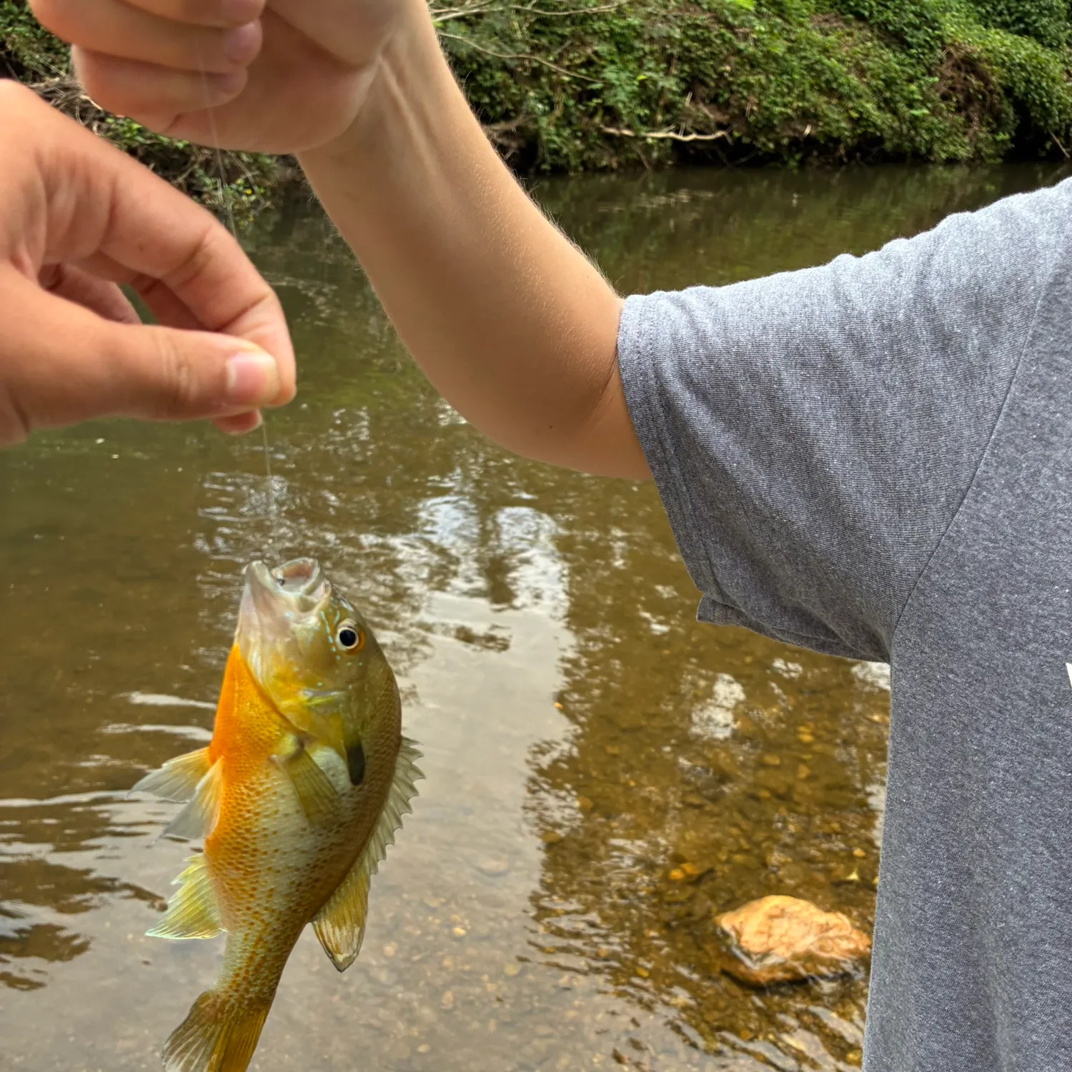 Redbreast sunfish caught on Fishbrain