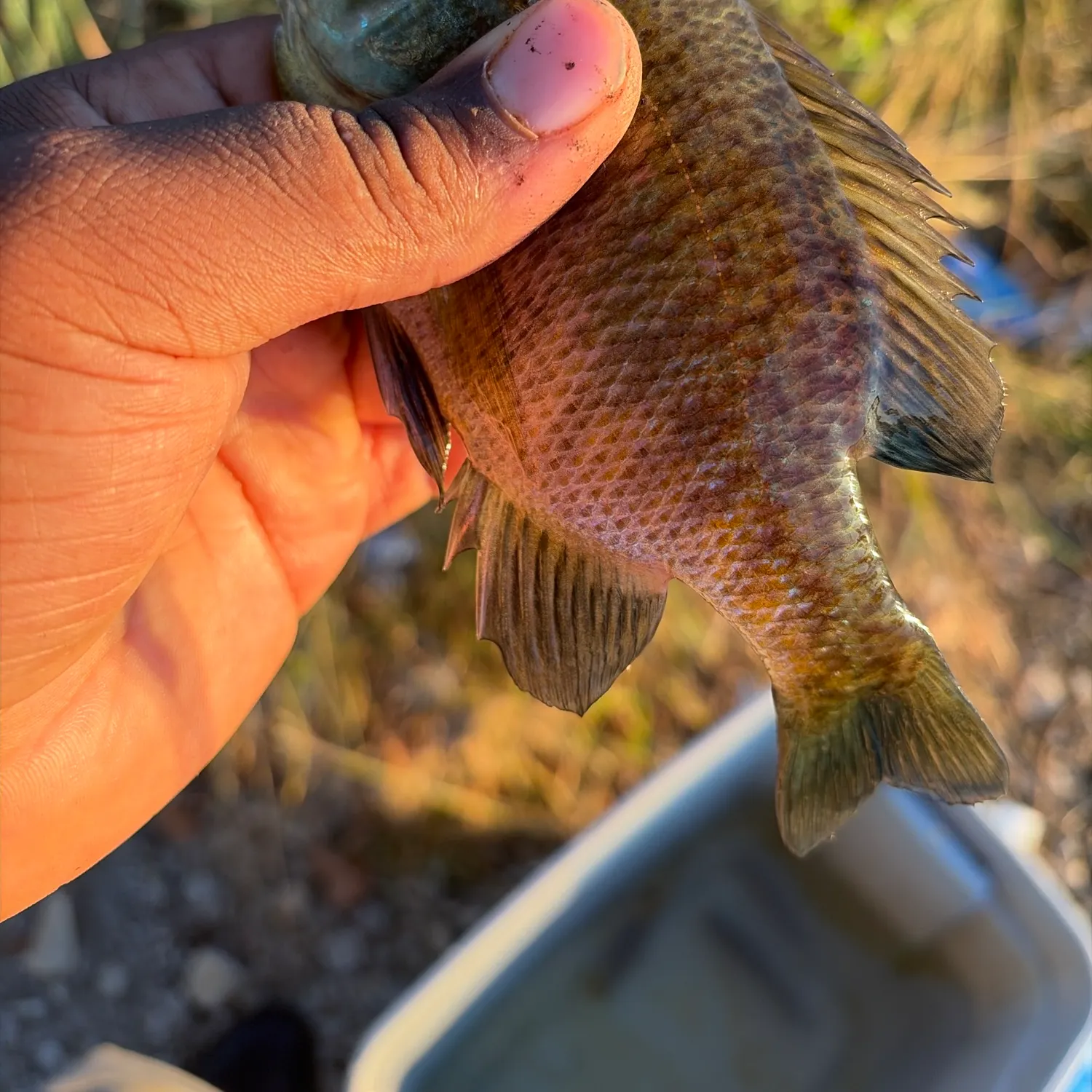 catch