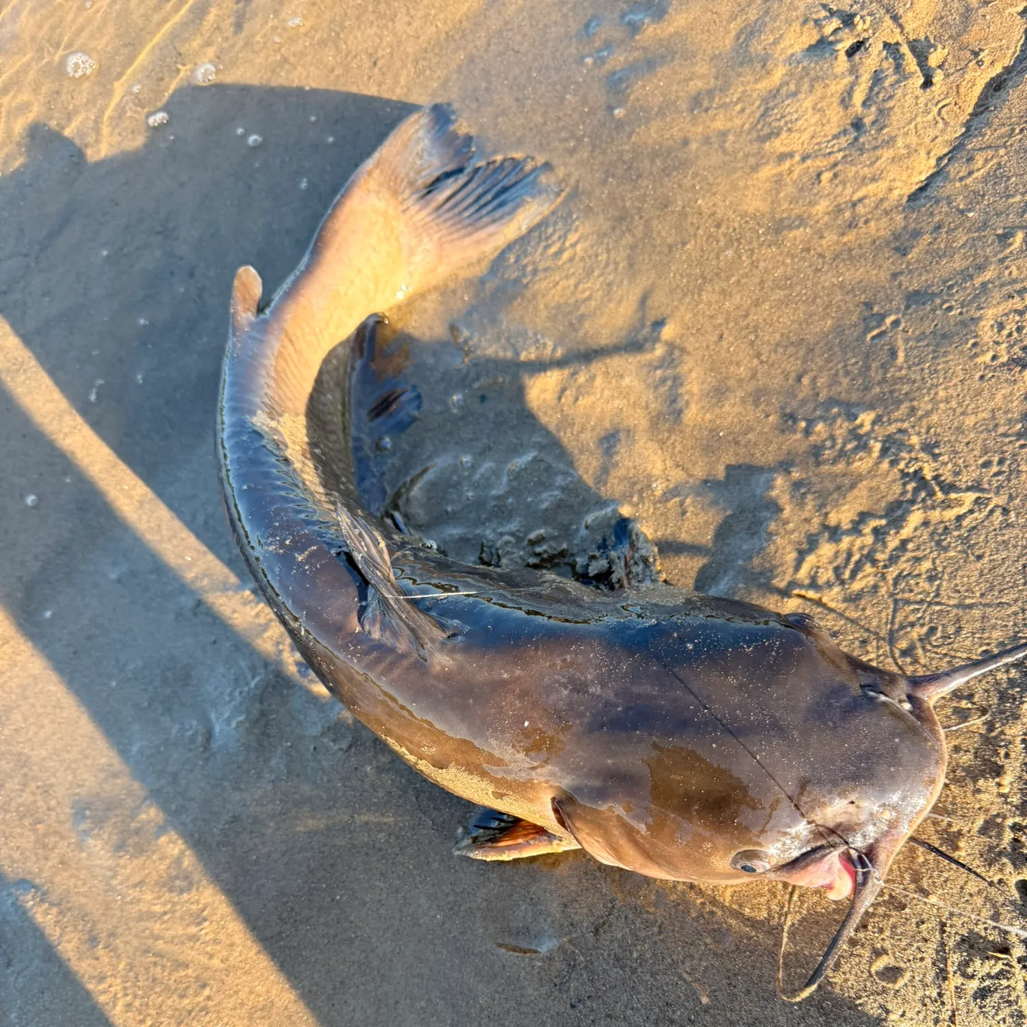 Channel catfish caught on Fishbrain